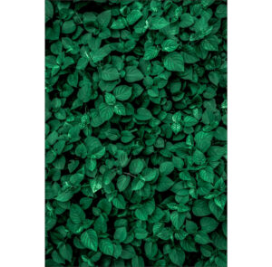Painel de Festa Retangular 3D Muro Inglês Verde Escuro Casadinho 1,50m x 2,20m