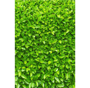 Painel de Festa Retangular 3D Muro Inglês Verde Claro Casadinho 1,50m x 2,20m OUTLET