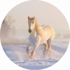 Painel Redondo 3D Cavalo Branco Tecido Sublimado
