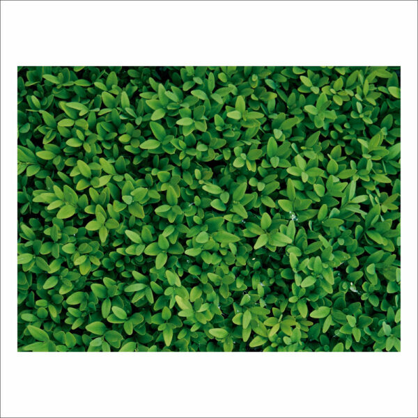 Fundo Fotográfico Cenário Textura Folhas Tecido 2,20m x1,50m F507 - Image 3
