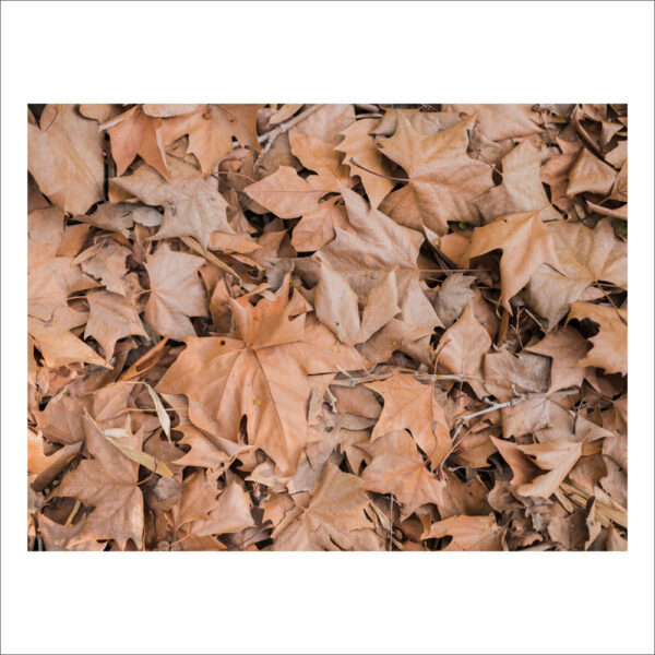 Fundo Fotográfico Cenário Textura Folhas  Tecido 2,20m x1,50m F510 - Image 3