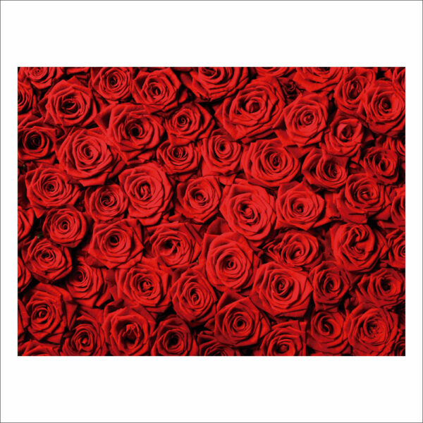Fundo Fotográfico Cenário Textura Rosas Vermelha Tecido 2,20m x1,50m F506 - Image 3