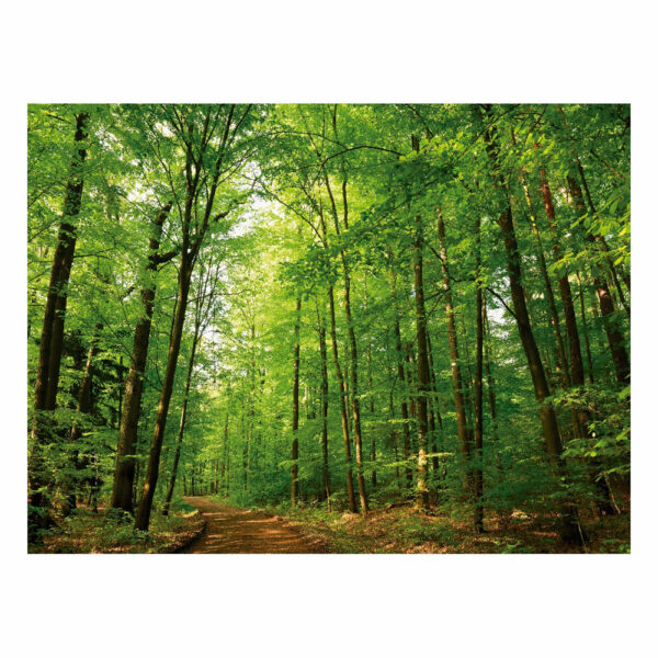 Fundo Fotográfico Cenário Floresta em Tecido 2,20m x1,50m F588 - Image 3